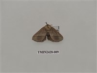 藏品(內點刺蛾)的圖片